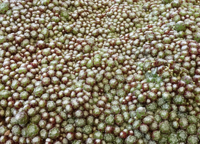 Sempervivum arachnoideum 'Laggeri' 